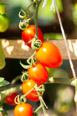 Organik çiftlikte yetişen olgun kırmızı domates bitkisi. Taze organik sebzeler. Sağlıklı beslenme