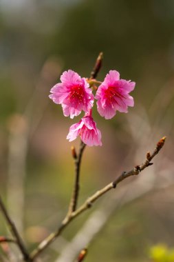 Pembe Erik çiçeğinin baharda açtığı yere. seçici odak.