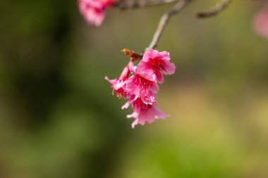 Pembe Erik çiçeğinin baharda açtığı yere. seçici odak.