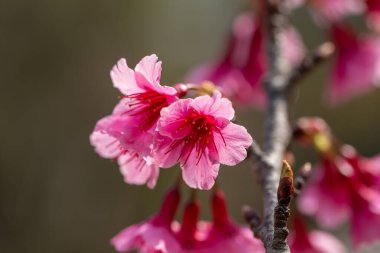 Pembe Erik çiçeğinin baharda açtığı yere. seçici odak.