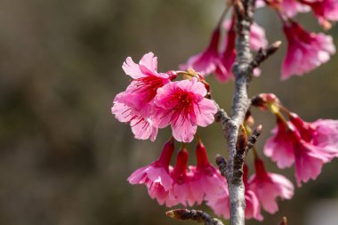 Pembe Erik çiçeğinin baharda açtığı yere. seçici odak.