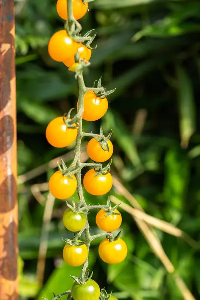 Fresh organic cherry tomatoes on tree in the garden.