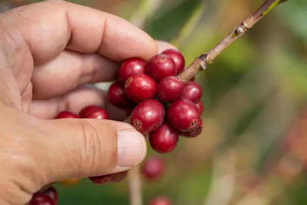 Harvesting Ripe red coffee berries from the branches of coffee trees with Hand