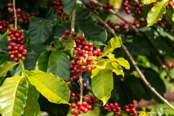 Ripe red coffee berries adorn the branches of a vibrant coffee tree in a lush garden nature