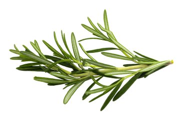 Biberiye yaprağı bitkisi şeffaf bir arka planda izole edilmiş baharatlardır.