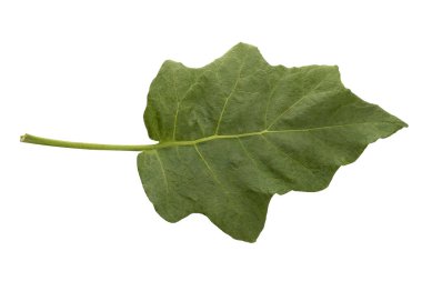 Beyaz arka planda izole edilmiş patlıcan yaprakları