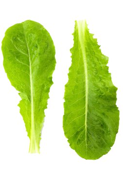 Marul Romain şeffaf bir arkaplanda izole edildi