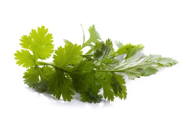 Kişniş yaprağı beyaz arkaplanda izole edildi.