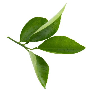 Lemon, Citrus beyaz arka planda izole bir şekilde ayrılıyor..