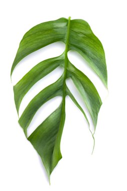 Epipremnum Pinnatum Cebu Blue 'nun taze yaprağına yakın plan beyaz arka planda izole edilmiş.