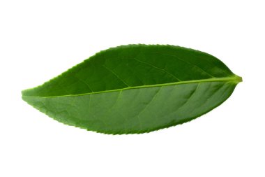 Beyaz arkaplanda yeşil çay yaprağı izole