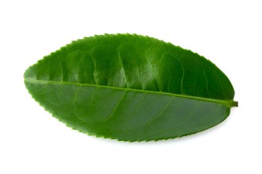 Beyaz arkaplanda yeşil çay yaprağı izole