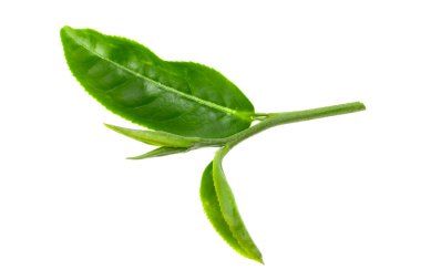 Beyaz arkaplanda yeşil çay yaprağı izole 