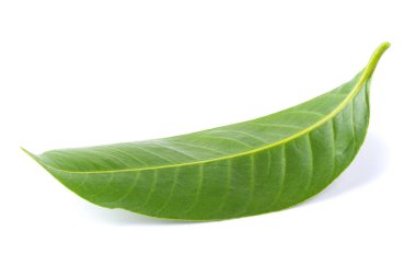 Beyaz arkaplanda Marian erik yaprakları izole