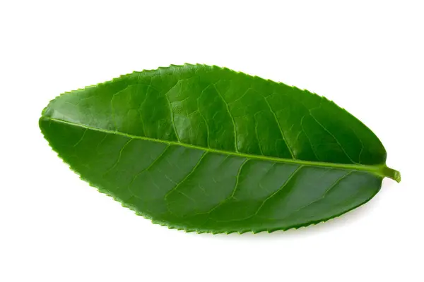 Зеленый Чайный Лист Изолирован Белом Фоне — стоковое фото