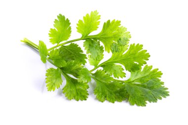 Kişniş yaprağı beyaz arkaplanda izole edildi.