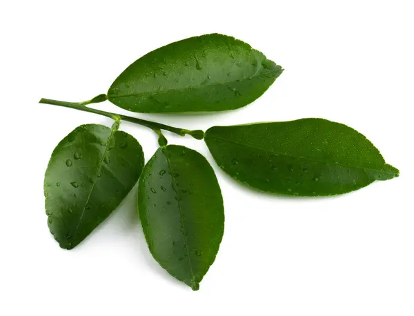 Lemon Citrus Leaves Isolated Transaprent Background — стоковое фото