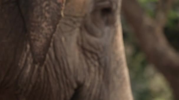 Asiatische Elefanten Thailand Asiatische Elefanten Lampang Thai Elephant Conservation Center — Stockvideo