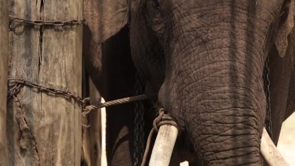 Ασία Ελέφαντας Στην Ταϊλάνδη Ασία Ελέφαντες Στο Lampang Στο Thai — Αρχείο Βίντεο