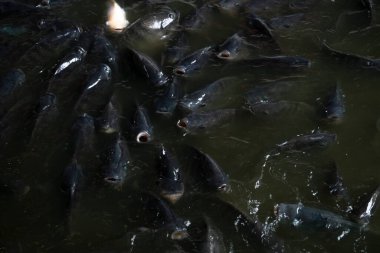 Tarım sanayi sisteminde ticaret için tatlı su tilapiasını yükselten çok sayıda tilapia grubu yiyecek ve oksijen almak için yüzeye yakın yerlerde toplanıyor.