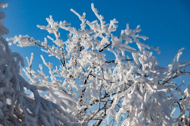 Ağaçlar beyaz bir katmanla kaplıdır ve gökyüzü mavidir. Peri masalı manzarası.