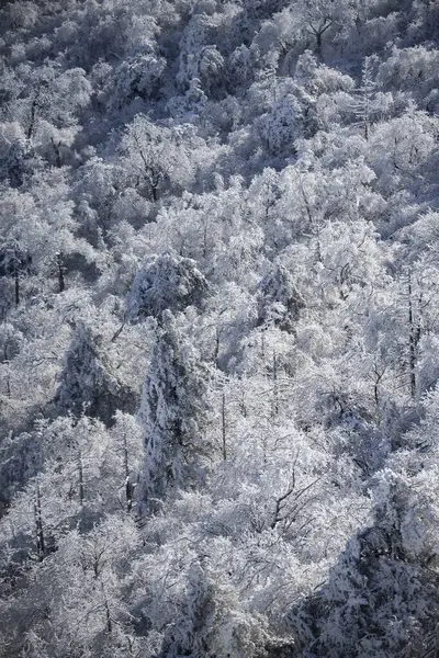 stock image Mountain with the hoarfrost on the trees at Yongpyong Ski Resort, Mountain Winter South in Korea.