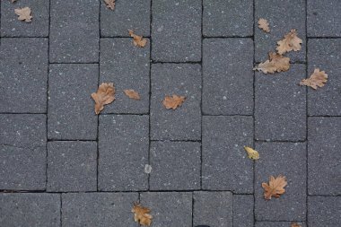 Güz Yaprakları Gri asfalt üzerinde Döşeme soyulmuş boya dokusuyla