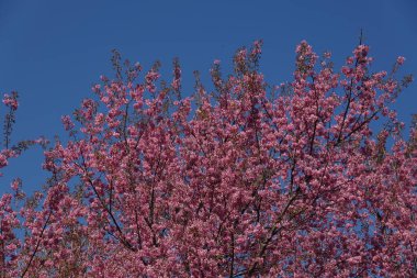 Pink cherry blossoms on a cherry tree, a beautiful sight of nature's floral beauty in bloom against a blue sky clipart