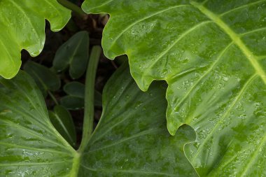 Doğadaki Yeşil Yaprağın Üzerindeki Su Noktası