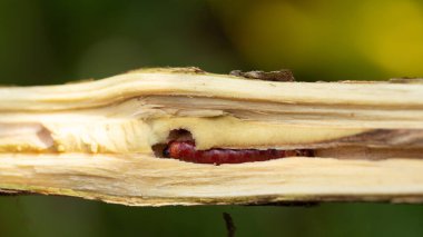 Red branch borer or red coffee borer, coffee stem borer. Diseases and pests affecting coffee plants. clipart