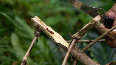 Red branch borer or red coffee borer, coffee stem borer. Diseases and pests affecting coffee plants. clipart