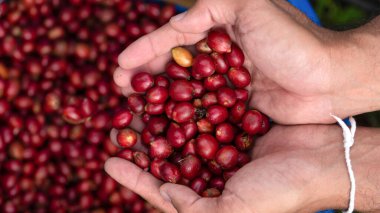 Taze kırmızı kahve, elinde vişneli kahve çekirdeği.