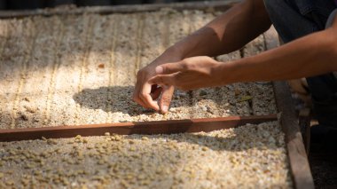 Çiftçinin eli toprağa tohum ekiyor bahçe metaforunda toprak ekiyor, tarım kavramında kahve tohumu yetiştiriyor..