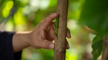 Kahve filizleri hazırlamak, kahve bitkilerini yaymak için kullanılan bir tekniktir. Arzu edilen bir kahve çeşitliliğinden başka bir bitkinin kökleri üzerine yapılan çekimlere katılarak.
