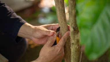 Kahve filizleri hazırlamak, kahve bitkilerini yaymak için kullanılan bir tekniktir. Arzu edilen bir kahve çeşitliliğinden başka bir bitkinin kökleri üzerine yapılan çekimlere katılarak.