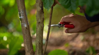 Kahve filizleri hazırlamak, kahve bitkilerini yaymak için kullanılan bir tekniktir. Arzu edilen bir kahve çeşitliliğinden başka bir bitkinin kökleri üzerine yapılan çekimlere katılarak.