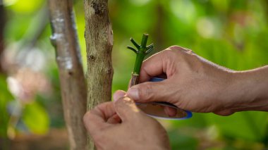 Kahve filizleri hazırlamak, kahve bitkilerini yaymak için kullanılan bir tekniktir. Arzu edilen bir kahve çeşitliliğinden başka bir bitkinin kökleri üzerine yapılan çekimlere katılarak.
