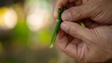 Kahve filizleri hazırlamak, kahve bitkilerini yaymak için kullanılan bir tekniktir. Arzu edilen bir kahve çeşitliliğinden başka bir bitkinin kökleri üzerine yapılan çekimlere katılarak.