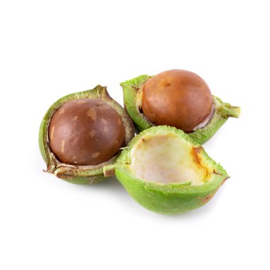 Beyaz bir arka planda izole taze macadamia fındık.