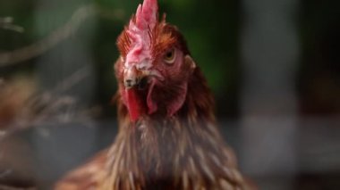 Kümes hayvanları çiftliğindeki yeşil çimlerin arasında kırmızı tüylü horoz