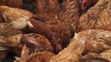 Kümes hayvanları çiftliğindeki yeşil çimlerin arasında kırmızı tüylü horoz