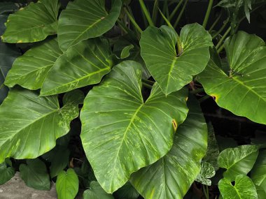 Dev Yeşil Fil Kulak Yaprak Bitkisi Yeşil Ekoloji Fotoğrafı Bahçede