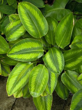 Calathea Ornata 'nın Tayland tarzı bahçesindeki yakın plan güzelliği..