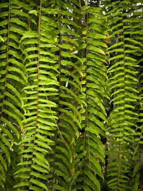 Dev Boston Fern, Uzun John Pendulant Fern, Nephrolepis exaltata, ya da Kılıç eğreltiotu bahçede asılı