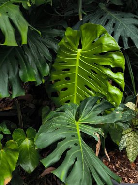 Büyük Lezzetli Canavar bitki yaprağına yakın dur. İsviçre Peynir Fabrikasının Yeşil Yaprakları