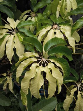 Schefflera, Şemsiye Bitkisi, Variegata, Schefflera aktinofilla bahçede.