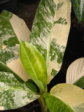 Close-up image of a Dieffenbachia plant, also known as Dumb Cane, with its distinctive large, variegated leaves, highlighting the intricate patterns and textures