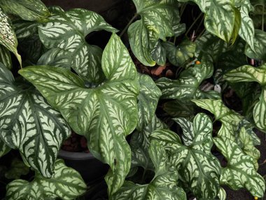 Cercestis Mirabilis, Afrika 'dan gelen ve kapalı alanda yetişen süs bitkisi olarak yetişen yaprakları sade, Tırmanan Aroid (Cercestis mirabilis) desenine sahipti.