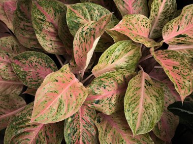 Sri Rezeki adındaki Aglaonema süs bitkisi.