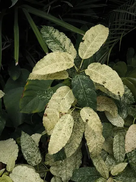 stock image Ficus Aspera, Mosaic Fig Plant, Ficus Snow Strom in the garden